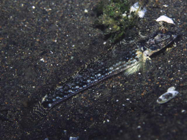 Acentrogobius pflaumii